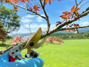 Pruning Shears