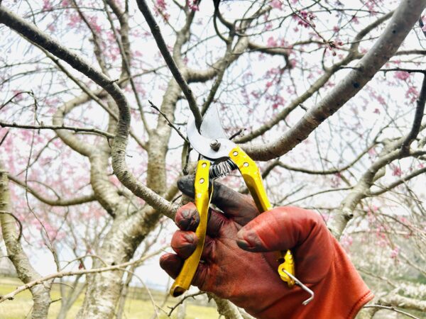Bypass Pruning Shears 8" - Image 4