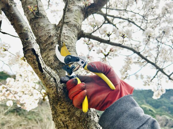 Bypass Pruning Shears Pro α 8" - Image 5