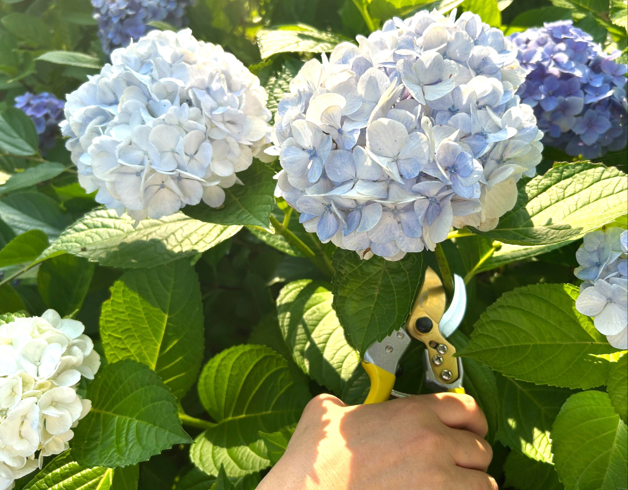 Bypass Pruning Shears Pro 8" w/ Plastic Holster - Image 6