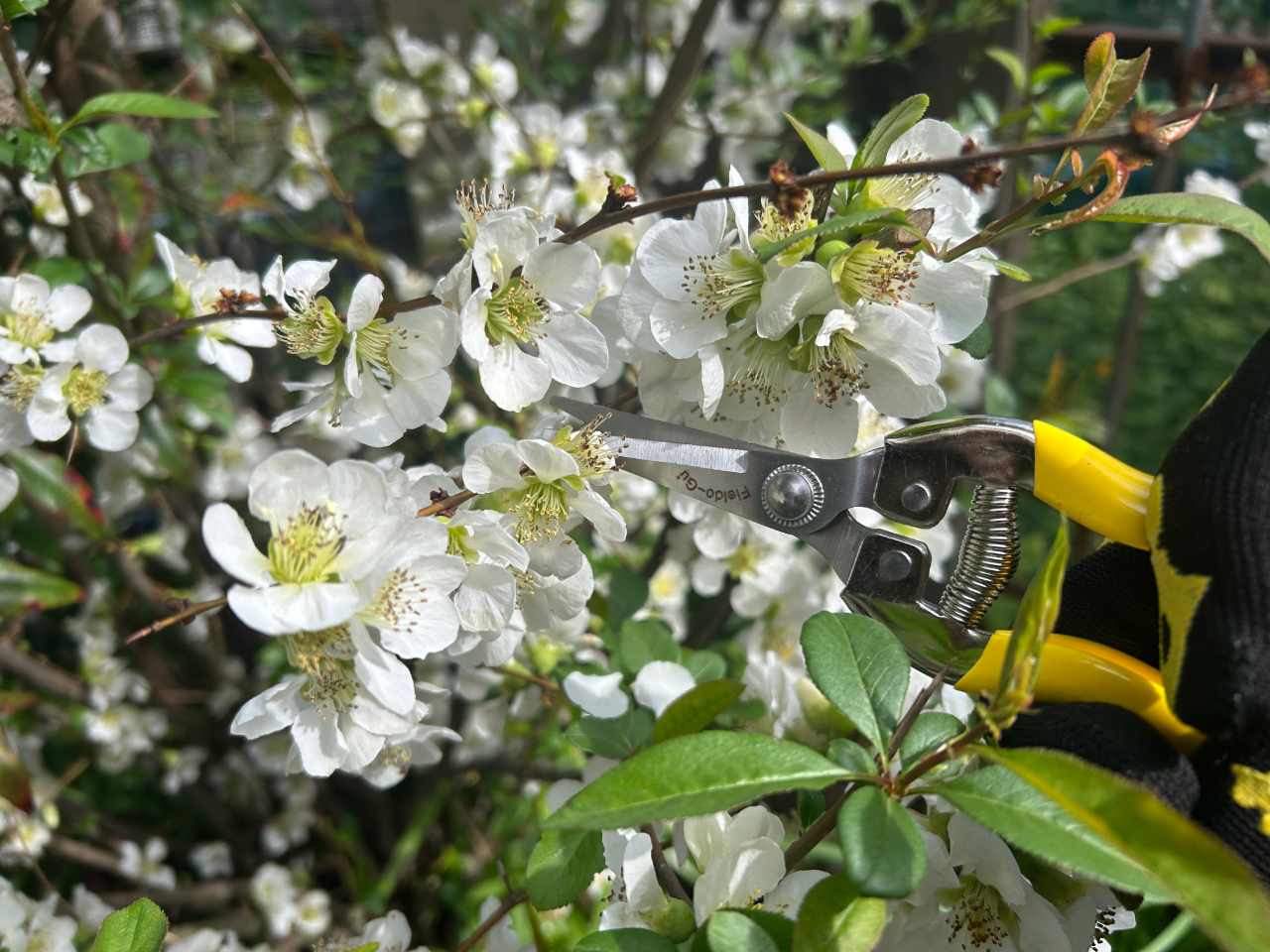 Pruning Snip w/ Warped Blades 7" - Image 5